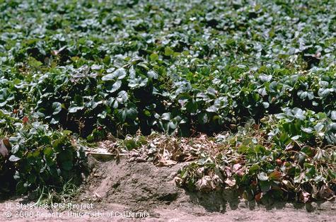 Crop damaged by Fuller rose beetle, Fuller rose weevil.