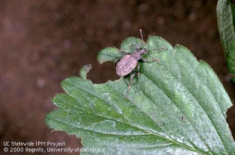 Crop damage by Fuller rose beetle, Fuller rose weevil.