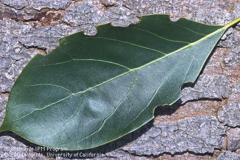 Avocado leaf with chewing damage caused by adult fuller rose beetle, <I>Naupactus godmani.</I>.