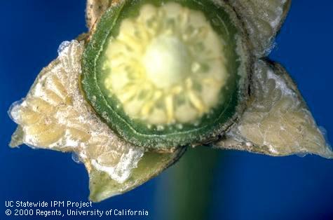 Eggs of Fuller rose beetle, <i>Naupactus</i> (=<i>Asynonychus</i>) <i>godmani</i>, laid under citrus fruit sepals.