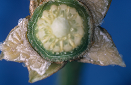 Eggs of Fuller rose beetle under citrus sepals.