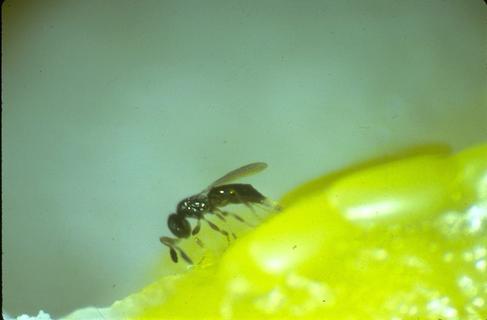 Eggs of Fuller rose beetle, <i>Naupactus</i> (=<i>Asynonychus</i>) <i>godmani</i>, being parasitized by a <i>Fidiobia citri</i> wasp.