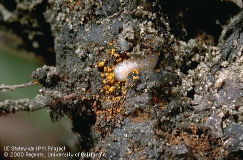 Larva of Fuller rose beetle, <i>Naupactus</i> (=<i>Asynonychus</i>) <i>godmani</i>, a weevil feeding on a root crown as evidenced by its brownish frass (excrement).