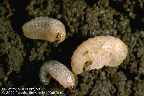 Two larvae (left) and pupa (right) of Fuller rose beetle, <i>Naupactus</i> (=<i>Asynonychus</i>) <i>godmani</i>, also called Fuller rose weevil.