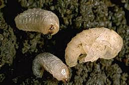 Larvae (left) and pupa of Fuller rose beetle, exposed.