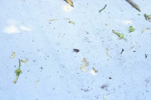 Adult fuller rose beetle, <I>Naupactus godmani</I>, dislodged onto a white shake sample collecting sheet placed on the ground beneath a plant.