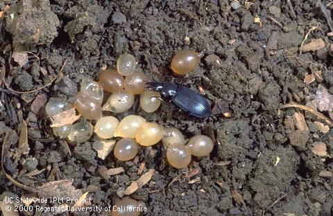 A carabid ground beetle crawling over brown garden snail eggs.