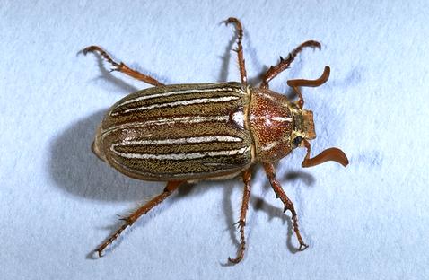 Tenlined June beetle adult.