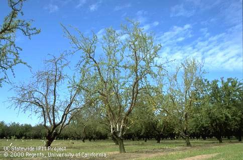 Almond trees dying from root damage by tenlined June beetle larvae.