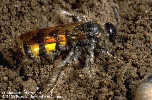 Female Campsomeris pilipes, Scoliid parasite of scarab beetle larvae.