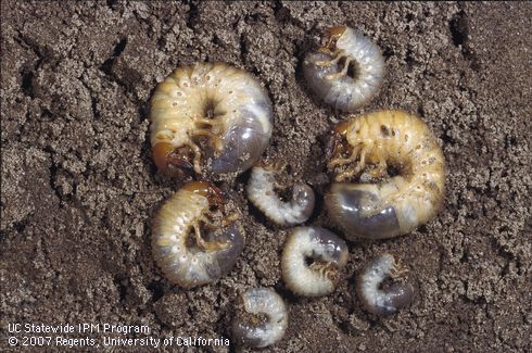 Tenlined June beetle larvae.