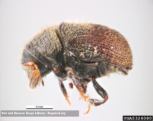 Adult olive bark beetle, <i>Phloeotribus scarabaeoides</i>.