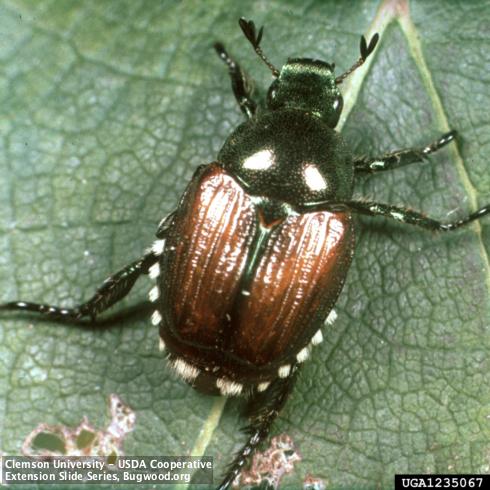 An adult Japanese beetle, <i>Popillia japonica</i>. Twelve discrete patches of short, white hairs around the abdomen distinguish Japanese beetle from all similar-looking beetle species.