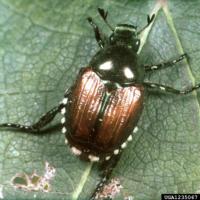 Adult Japanese beetles are distinguished from all similar looking beetles by the 12 patches of white hairs projecting around the abdomen.