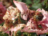 Rose petals chewed by adult Japanese beetles.