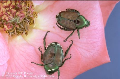 Two adult Japanese beetles, <i>Popillia japonica</i>. The lower beetle on its thorax has two white eggs of a parasitic tachinid fly, <i>Istocheta</i> (=<i>Hyperecteina</i>) <i>aldrichi</i>.