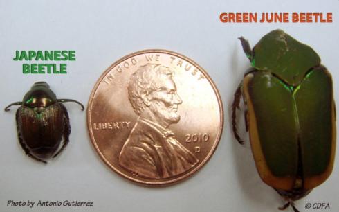 Size comparison between adults of Japanese beetle, <i>Popillia japonica</i> left, and green fruit beetle or green June beetle, <i>Cotinis mutabilis</i>.