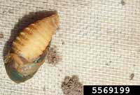 Pupa of Japanese beetle removed from its soil cell.