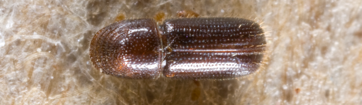 Male (left) and female walnut twig beetles, Pityophthorus juglandis.