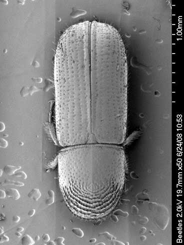 An adult walnut twig beetle, <i>Pityophthorus juglandis.</i> A scanning electron micrograph showing the concentric arc patterns of surface roughenings (asperites) on top the head that help to distinguish this bark beetle species.