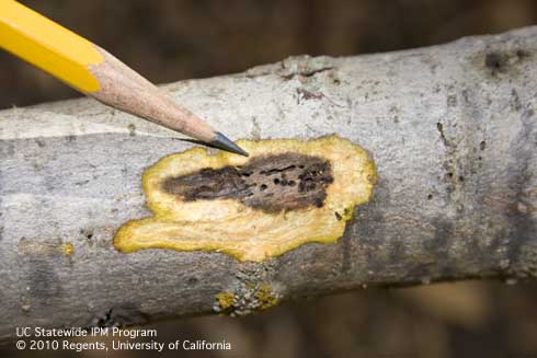 Dead (blackish) phloem beneath a row of adult emergence holes in the surface of black walnut bark, showing the longitudinally oriented (with the grain) larval mines of walnut twig beetles, <i>Pityophthorus juglandis.</i>.