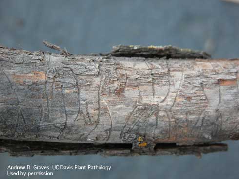 Galleries in walnut bark caused by walnut twig beetle, <i>Pityophthorus juglandis.</i>.