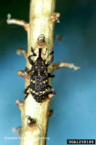 Adult pissodes weevil, <i>Pissodes pini</i>.