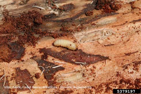 Larva of pissodes weevil, <i>Pissodes pini</i>, and its frass (excrement) and tunneling beneath bark, exposed.