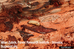 Larva of white pine weevil and its tunneling damage, exposed.