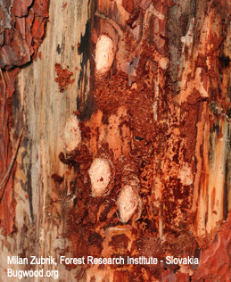 Pissodes cocoons under bark, exposed.