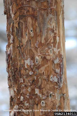 Cocoons of pissodes weevil, <i>Pissodes pini</i>, fed upon and exposed by woodpeckers.