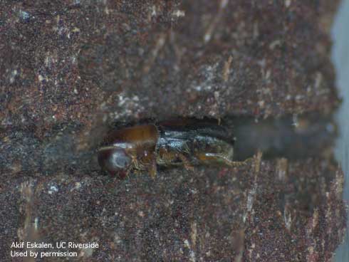 An adult western oak bark beetle, <i>Pseudopityophthorus pubipennis,</i> exposed in a tunnel in coast live oak bark.