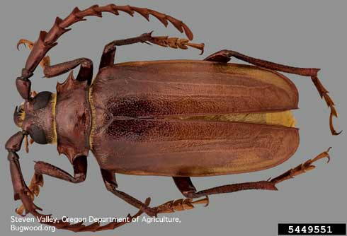 California prionus, <i>Prionus californicus,</i> adult longhorned beetle, or roundheaded wood borer.