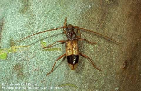 Eucalyptus longhorned borer Phoracantha recurva adult on Eucalyptus bark.