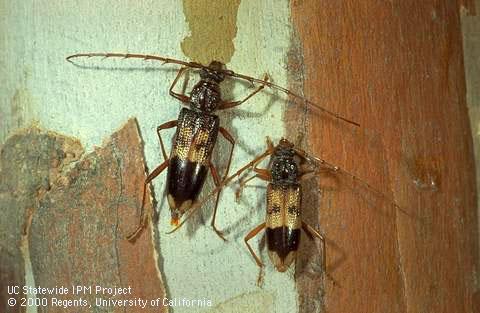 Eucalyptus longhorned borer Phoracantha recurva adult on Eucalyptus bark.