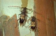 Adult eucalyptus longhorned borers, Phoracantha semipunctata (left) and P. recurva.