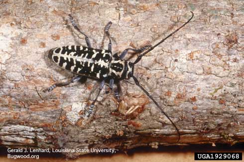 Cottonwood borer, <i>Plectrodera scalator,</i> adult longhorned beetle, or roundheaded wood borer.