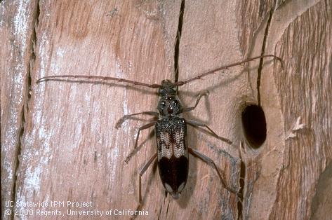 Eucalyptus longhorned borer, <i>Phoracantha semipunctata,</i> adult and its emergence hole.