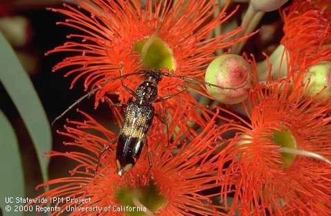 Adult eucalyptus longhorned borer on a red blossom of Eucalyptus.