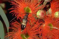 Adult eucalyptus longhorned borer