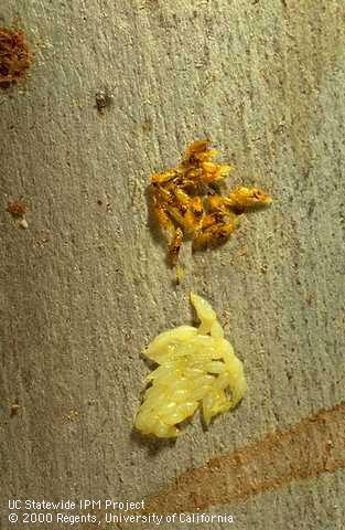 Healthy yellow and parasitized orange Eucalyptus longhorned borer eggs.