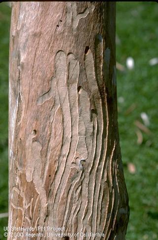 Larval galleries of eucalyptus longhorned borer.