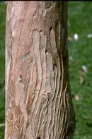 Peeling back this tree?s bark reveals galleries mature larvae made.