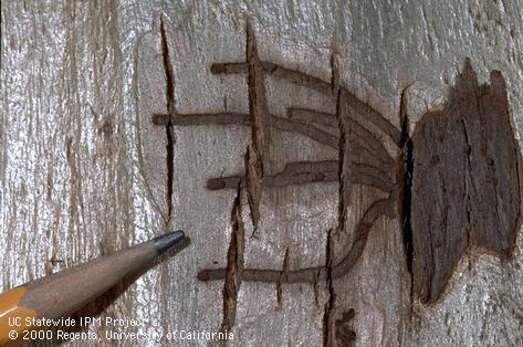 Trunk damage by Eucalyptus longhorned borer larva.