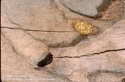 Trunk damaged by Eucalyptus longhorned borer larva.