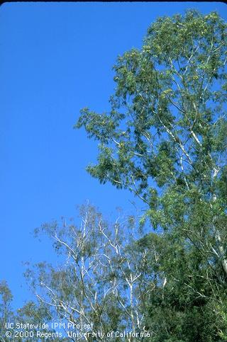 Eucalyptus foliage stressed from damage by eucalyptus longhorned borer.