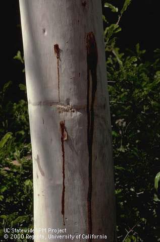 Streaks of kino, a gummy exudate, on the surface of a eucalyptus trunk.