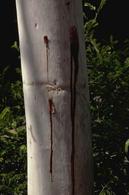 Holes in
trunk ooze
with sap,
a common
sign of
a longhorned
borer infestation.