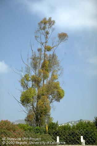 Adult eucalyptus long horned borer damage on blue gum foliage.