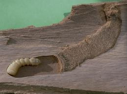 Larva of roundheaded wood borer